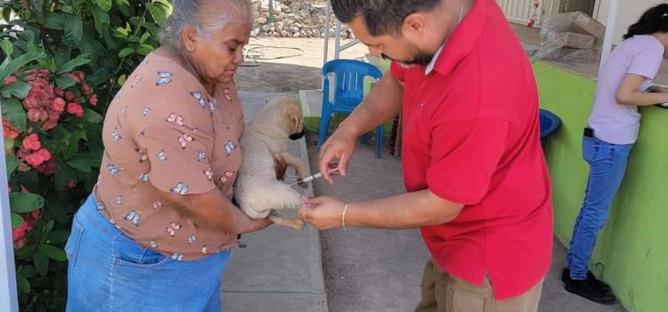 73 mil dosis antirrábicas 73 mil dosis antirrábicas