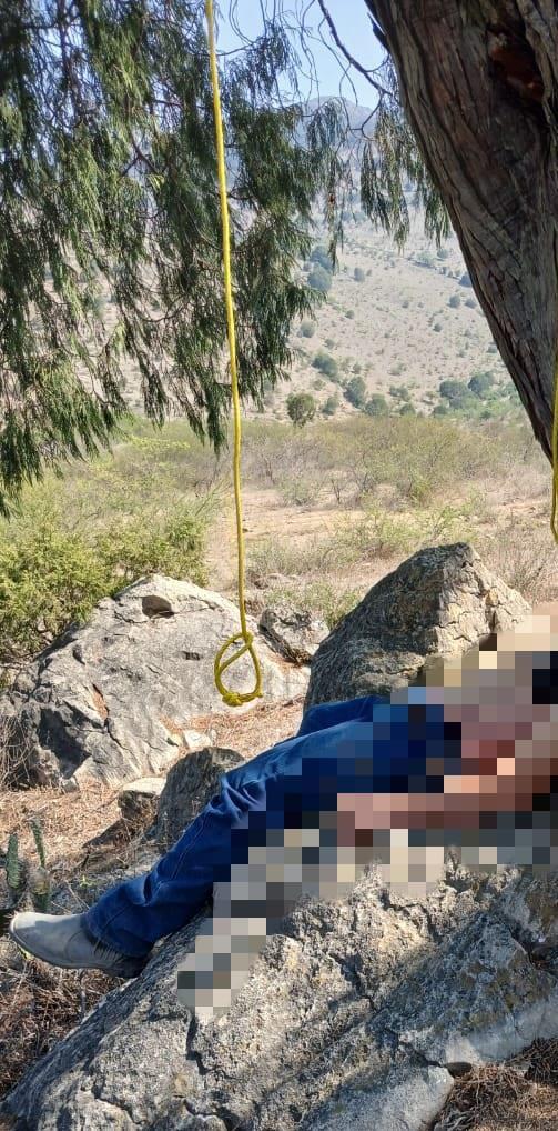COLGADO DE UN ÁRBOL 