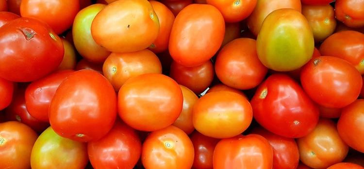 San Luis defiende su tomate ante EU San Luis defiende su tomate ante EU