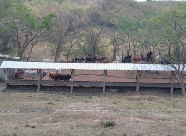 Animales de granja sufren golpes de calor