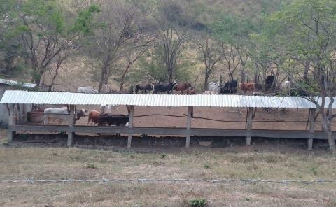 Animales de granja sufren golpes de calor