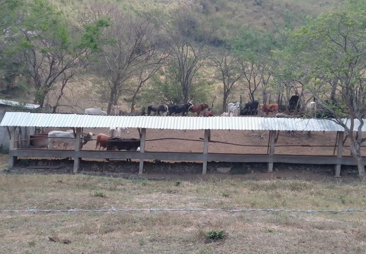 Animales de granja sufren golpes de calor