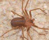 Pánico por la araña violinista 