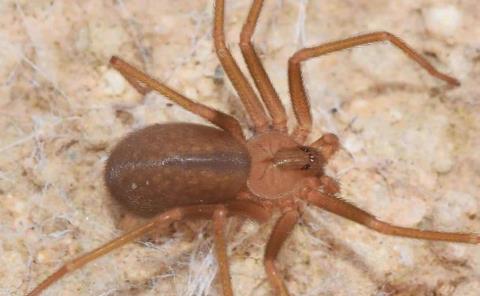 Pánico por la araña violinista 
