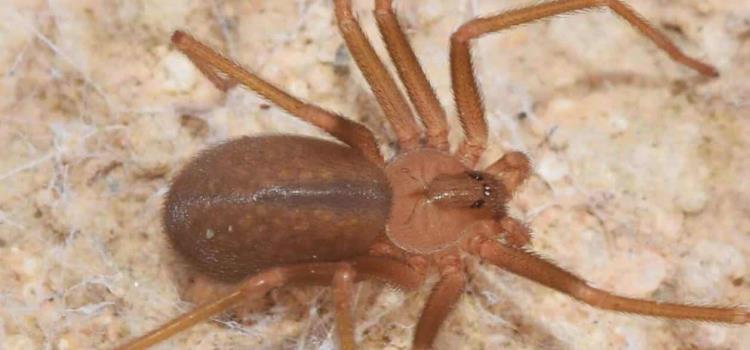 Pánico por la araña violinista Pánico por la araña violinista