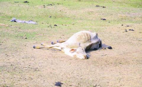 Muere el ganado  por falta de agua
