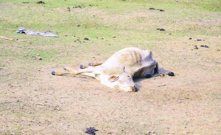 Muere el ganado  por falta de agua
