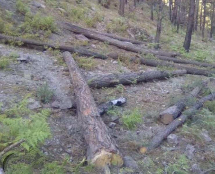 Talan árboles  en la serranía
