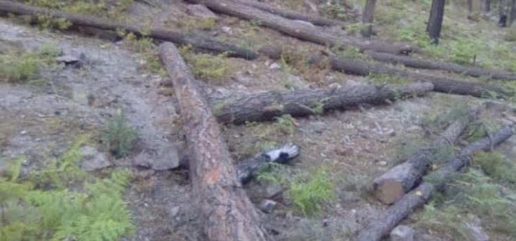 Talan árboles  en la serranía