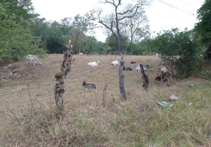 Murió ganado por altas temperaturas