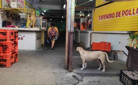Piden a Jurisdicción VI vigilar estancia de perros en el mercado
