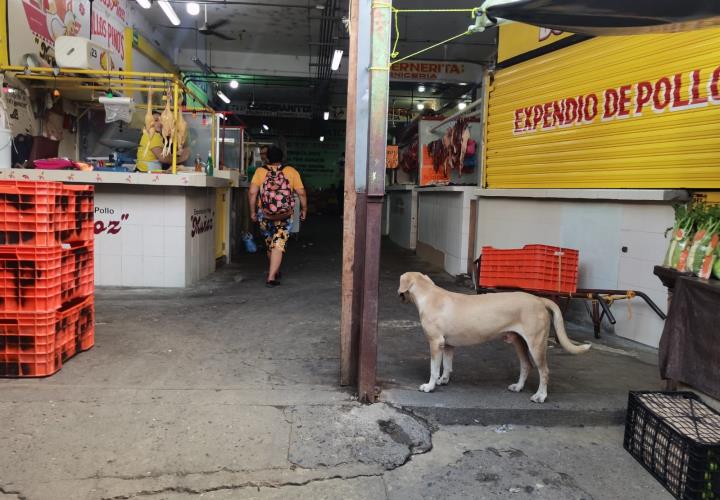 Piden a Jurisdicción VI vigilar estancia de perros en el mercado