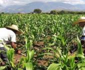 Seguridad alimentaria en manos de intermediarios