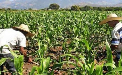 Seguridad alimentaria en manos de intermediarios
