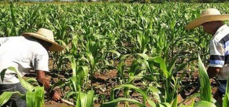 Seguridad alimentaria en manos de intermediarios