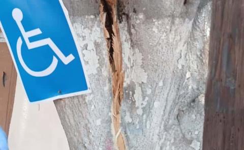 Árbol a estuvo punto de caer
