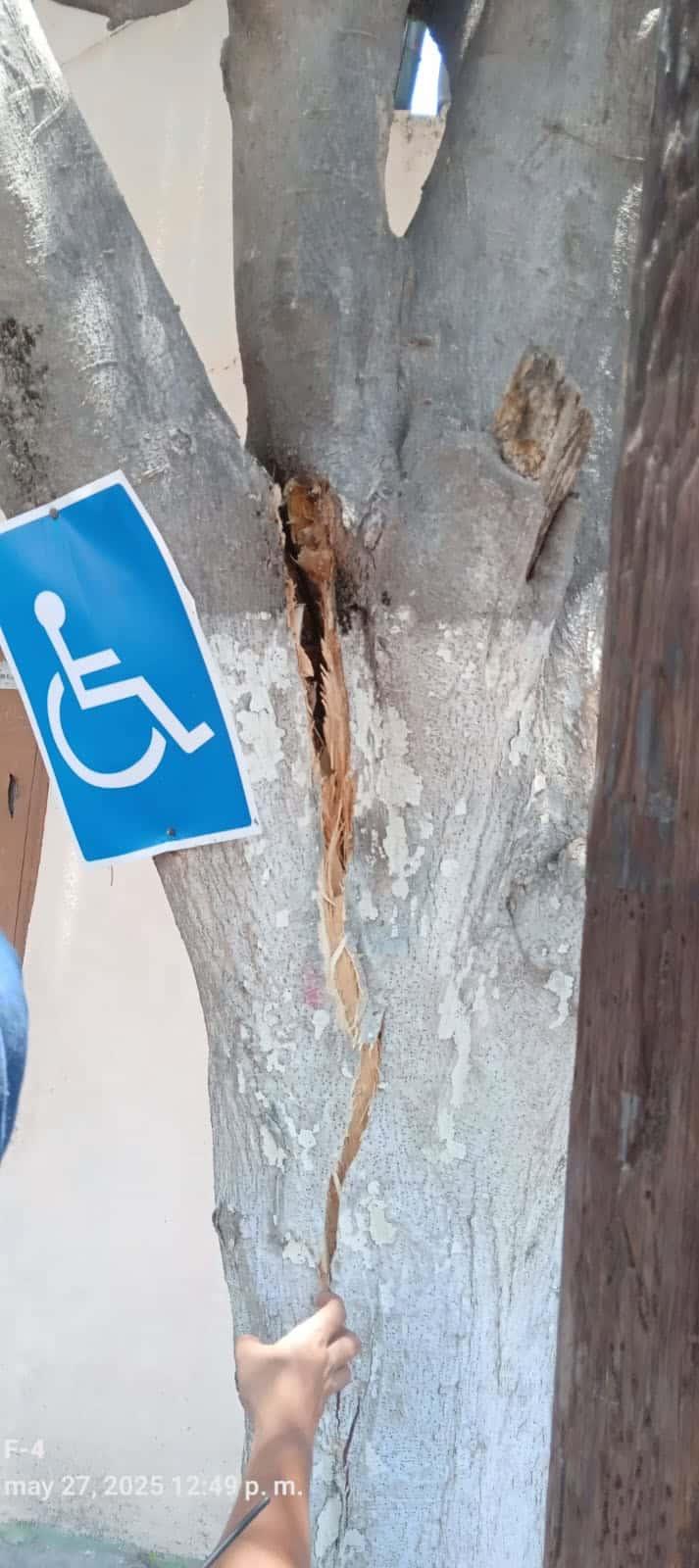 Árbol a estuvo punto de caer
