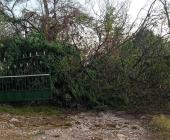Ventarrón azotó al Ejido Canoas
