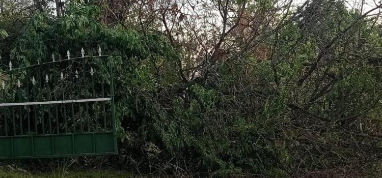 Ventarrón azotó al Ejido Canoas Ventarrón azotó al Ejido Canoas