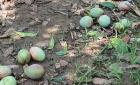 Tormenta provoca caída masiva de mangos y litchis
