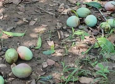 Tormenta provoca caída masiva de mangos y litchis