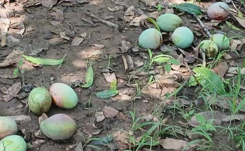 Tormenta provoca caída masiva de mangos y litchis
