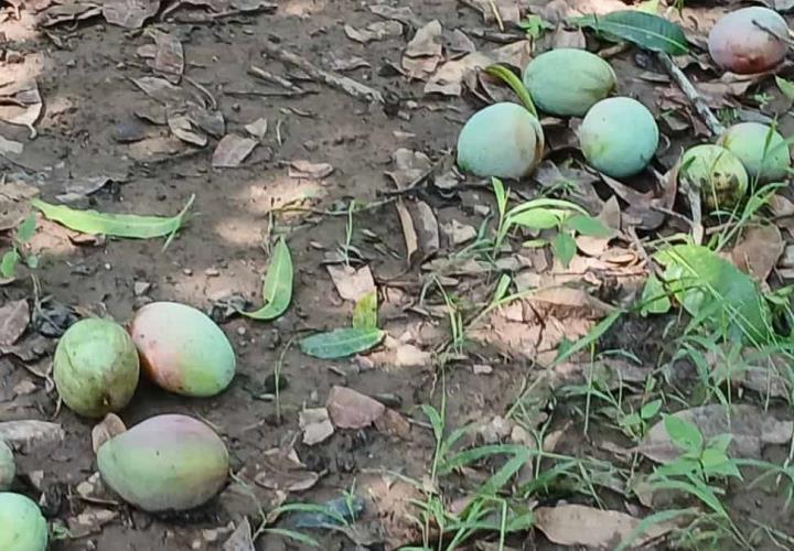 Tormenta provoca caída masiva de mangos y litchis