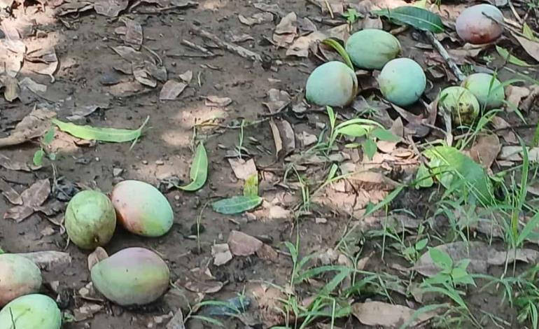 Tormenta provoca caída masiva de mangos y litchis
