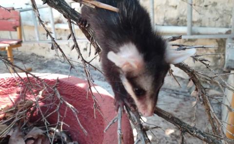 Fauna silvestre amenazada constantemente