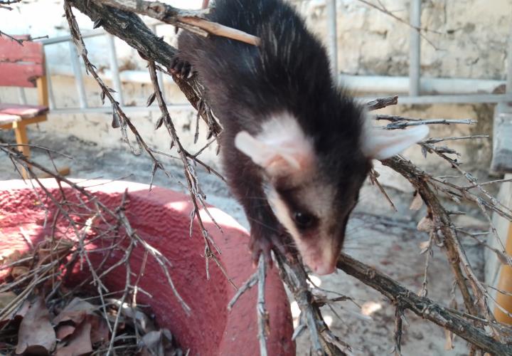 Fauna silvestre amenazada constantemente