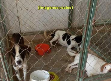 Matanza de perros en total impunidad; triste final para el mejor amigo del hombre