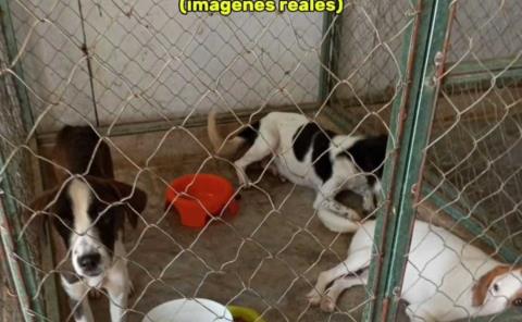 Matanza de perros en total impunidad; triste final para el mejor amigo del hombre