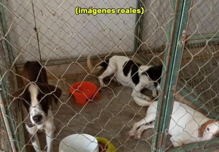 Matanza de perros en total impunidad; triste final para el mejor amigo del hombre