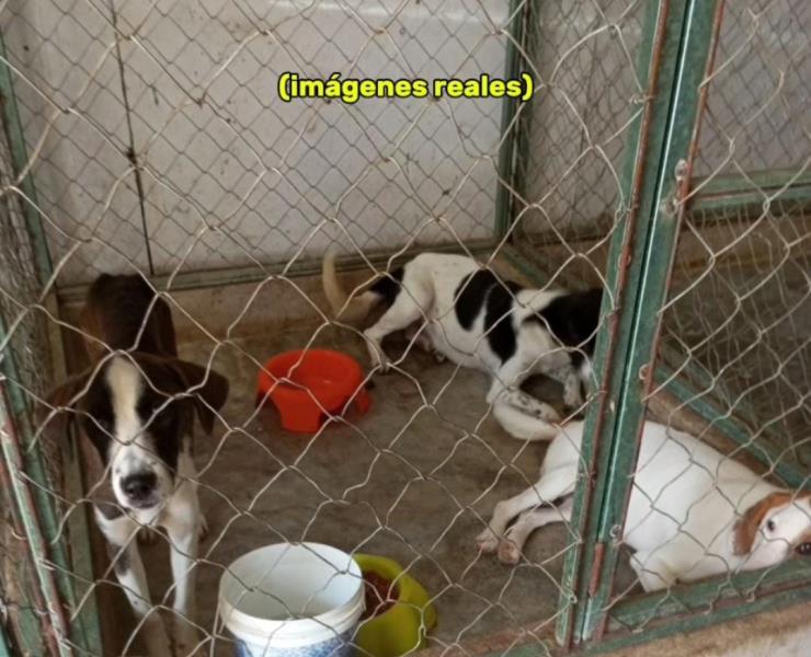Matanza de perros en total impunidad; triste final para el mejor amigo del hombre