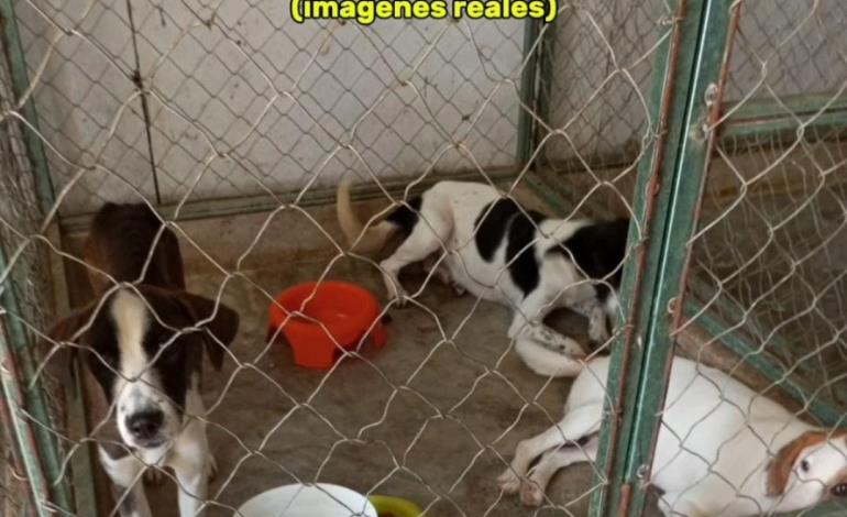 Matanza de perros en total impunidad; triste final para el mejor amigo del hombre