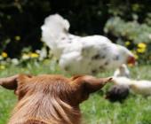Matanza de  pollos y patos