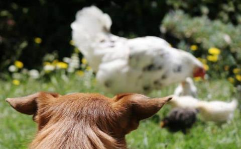 Matanza de  pollos y patos
