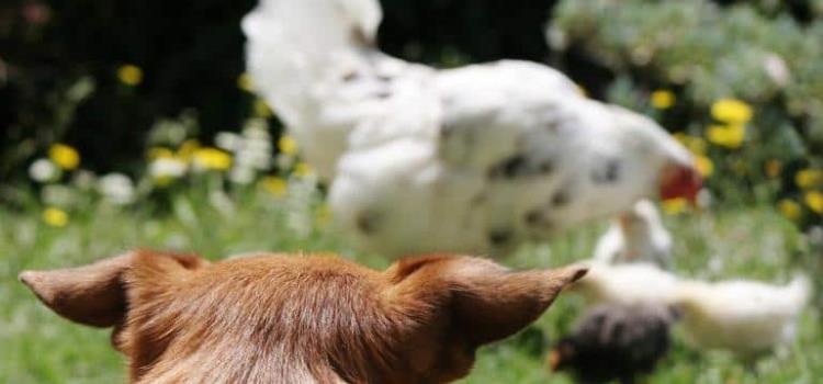Matanza de pollos y patos Matanza de pollos y patos