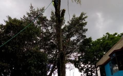 Previenen cortos eléctricos con podas