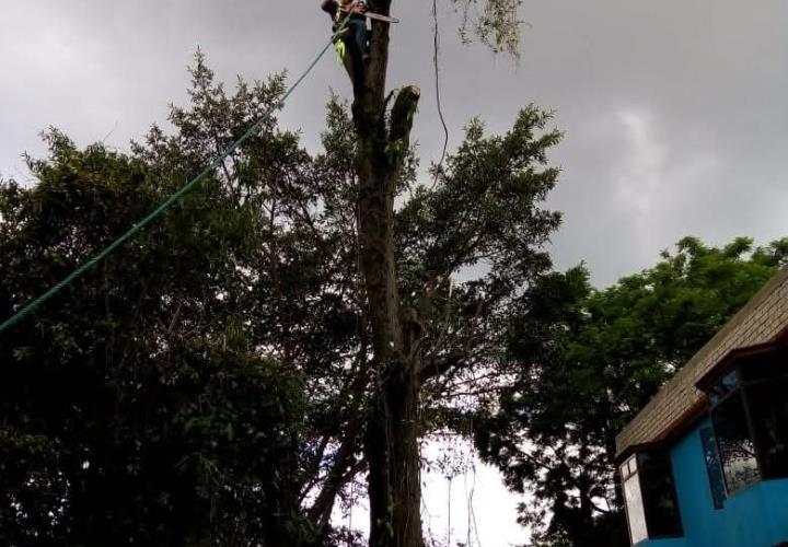 Previenen cortos eléctricos con podas