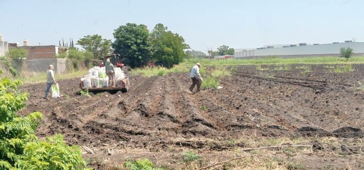 Agricultores sacan provecho a lluvias Agricultores sacan provecho a lluvias