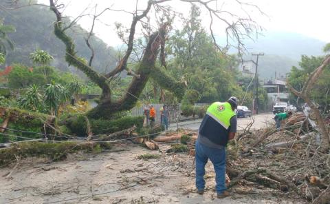 Árbol derriba postes y daña vehículos en Tamazunchale