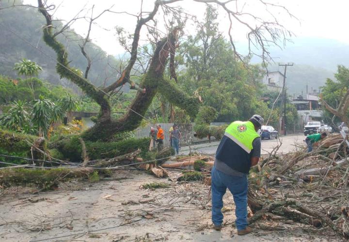Árbol derriba postes y daña vehículos en Tamazunchale