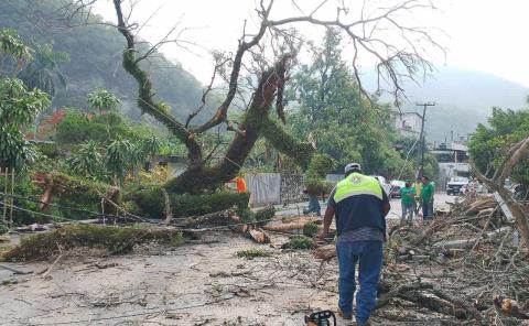 Áreas municipales se sumaron para retirar árbol caído