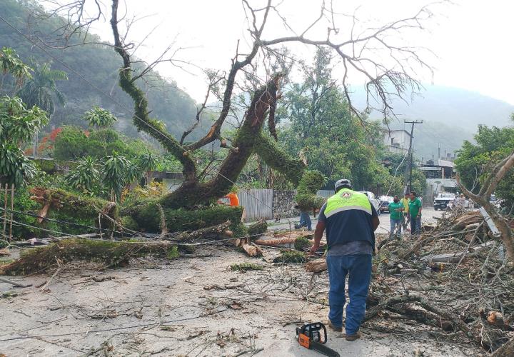 Áreas municipales se sumaron para retirar árbol caído