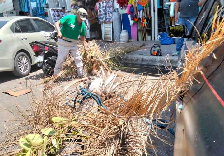 Protección Civil retira palmeras y ramas peligrosas para automovilistas