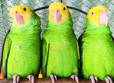 Posesión de loros es ilegal