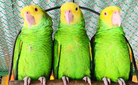Posesión de loros es ilegal