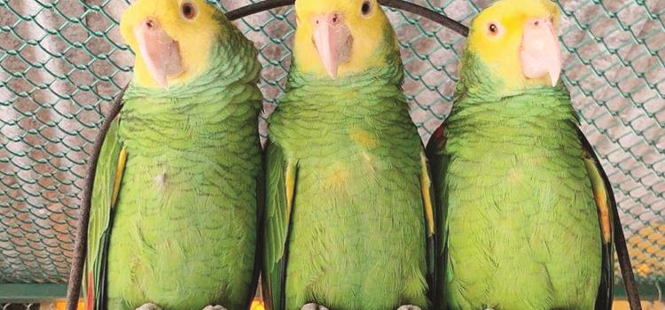Posesión de loros es ilegal