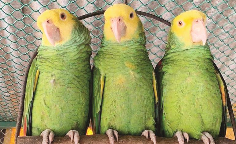 Posesión de loros es ilegal